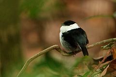 White-bearded Manakin