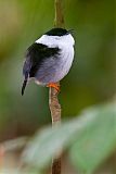 White-bearded Manakin