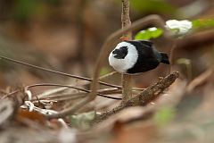 White-bearded Manakin