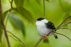 White-bearded Manakin