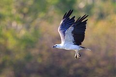 White-bellied Sea-Eagle