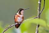 White-bellied Woodstarborder=