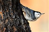 White-breasted Nuthatch