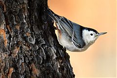 White-breasted Nuthatch