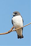 White-breasted Woodswallow