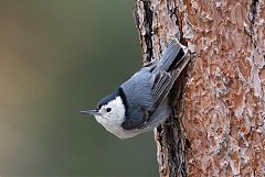 White-breasted Nuthatch