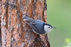 White-breasted Nuthatch