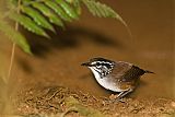 White-breasted Wood-Wren