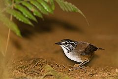 White-breasted Wood-Wren