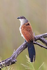 White-browed Coucal