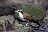 White-browed Scimitar-Babbler