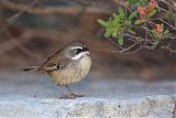 White-browed Scrubwrenborder=