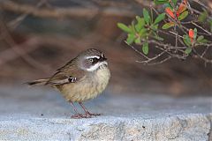 White-browed Scrubwren