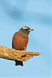 White-browed Woodswallow