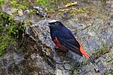 White-capped Redstart