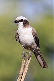 White-crowned Shrike