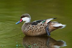 White-cheeked Pintail