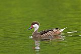 White-cheeked Pintailborder=