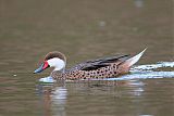 White-cheeked Pintailborder=