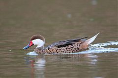 White-cheeked Pintail