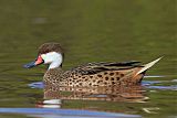 White-cheeked Pintailborder=