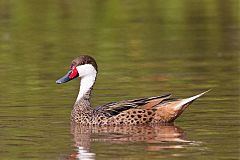 White-cheeked Pintail