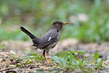 White-chinned Thrush