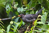 White-chinned Thrush