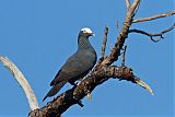 White-crowned Pigeon