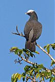 White-crowned Pigeonborder=