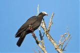 White-crowned Pigeon