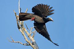 White-crowned Pigeon