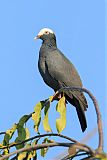 White-crowned Pigeonborder=