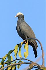 White-crowned Pigeon