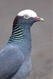 White-crowned Pigeonborder=