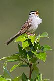 White-crowned Sparrow