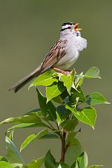 White-crowned Sparrow