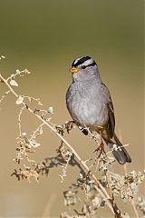 White-crowned Sparrow