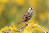 White-crowned Sparrow