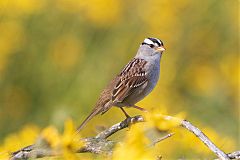 White-crowned Sparrow