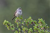 White-crowned Sparrowborder=