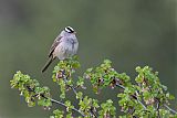 White-crowned Sparrow