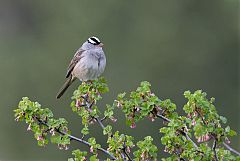 White-crowned Sparrow