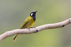 White-eared Honeyeater