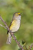 White-eyed Vireo