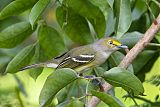 White-eyed Vireo