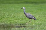 White-faced Heron