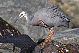 White-faced Heron