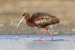 White-faced Ibis