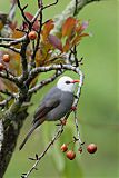 White-headed Bulbul